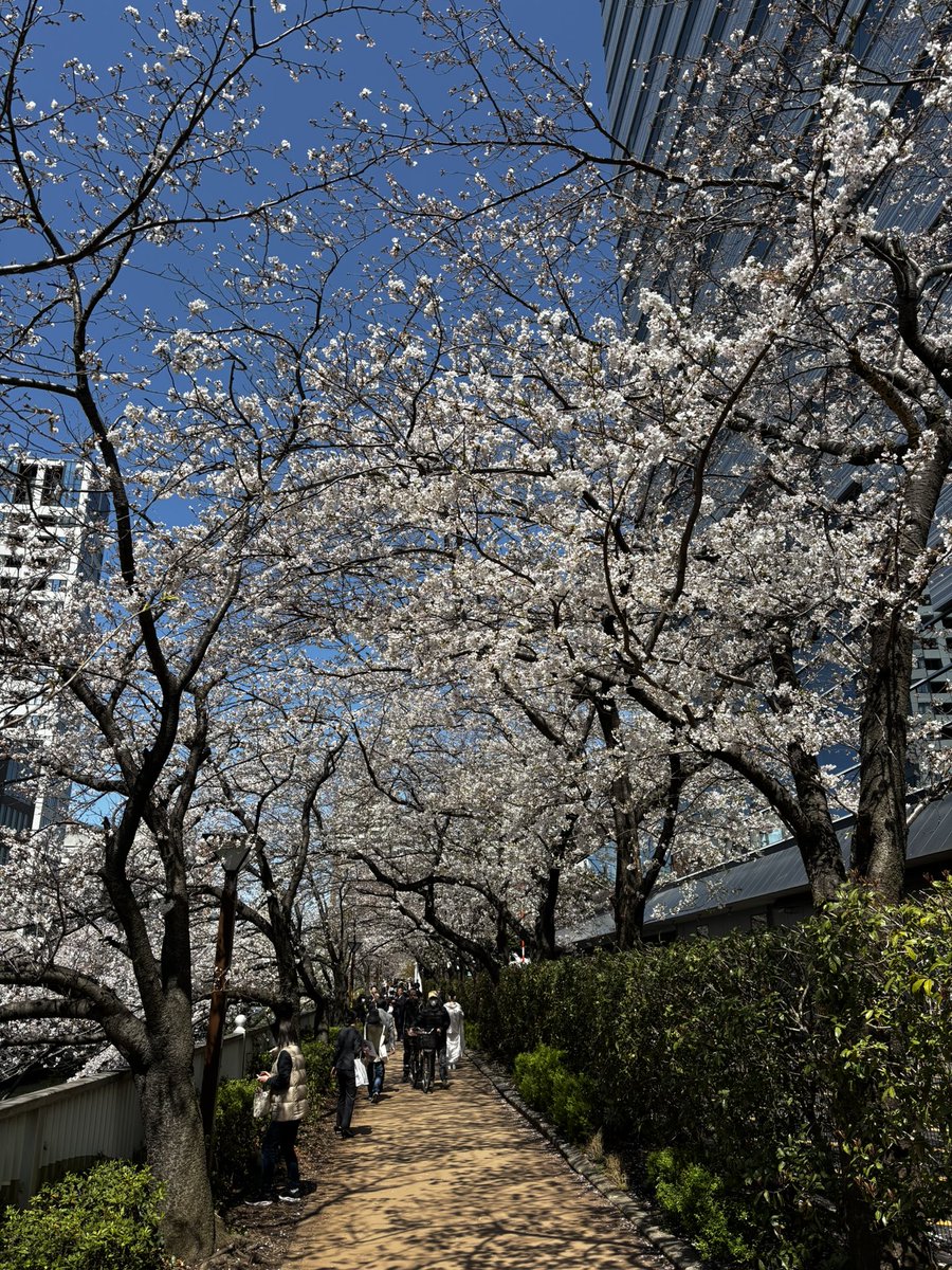 piamondDickaxe's tweet photo. walked along meguro river and admired the cherry blossoms https://t.co/dnxIU5tbLD