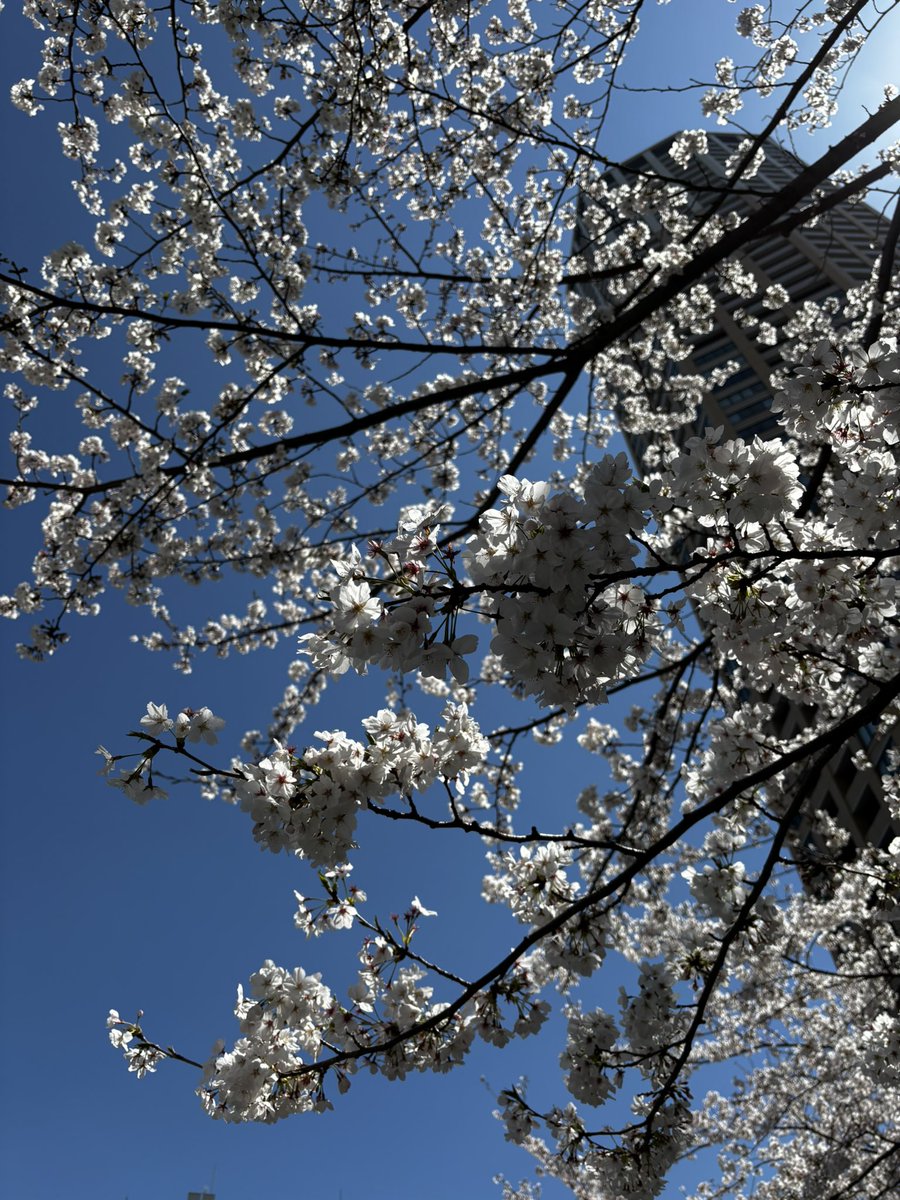 piamondDickaxe's tweet photo. walked along meguro river and admired the cherry blossoms https://t.co/dnxIU5tbLD