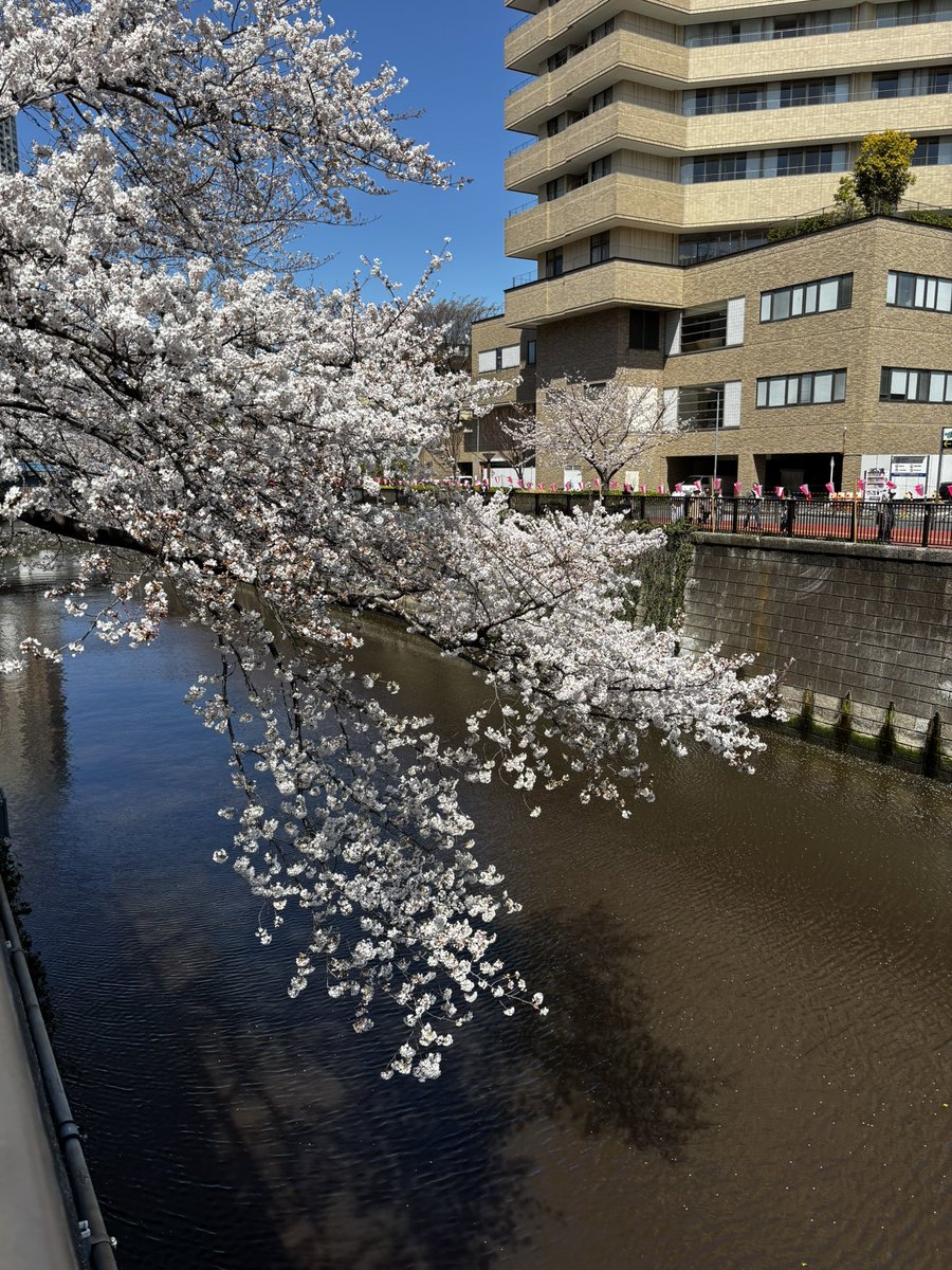 piamondDickaxe's tweet photo. walked along meguro river and admired the cherry blossoms https://t.co/dnxIU5tbLD