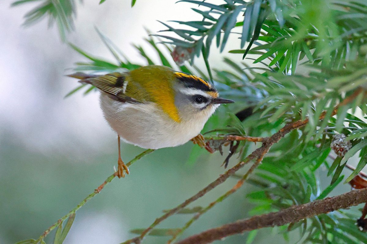 WestonbirtArb's tweet image. We managed to quickly film a Firecrest this month at Westonbirt. 🐦
They are more commonly seen in the South East.
#DYK the #Firecrest competes with a Goldcrest for the title of smallest bird in the UK.
Listen to the distinctive song. 🎵
#WestonbirtBiodiversity
#Birds
