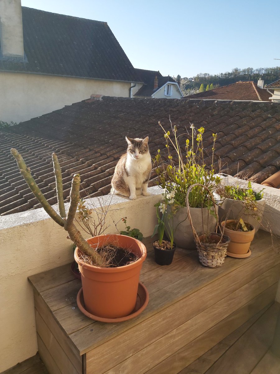 MielleCo's tweet photo. Coucou c'est Rominou ! Je commence à sortir sur la terrasse. Il faut très beau et je suis bien ! Bisounez à tous. https://t.co/QcEy9vYZ8Z