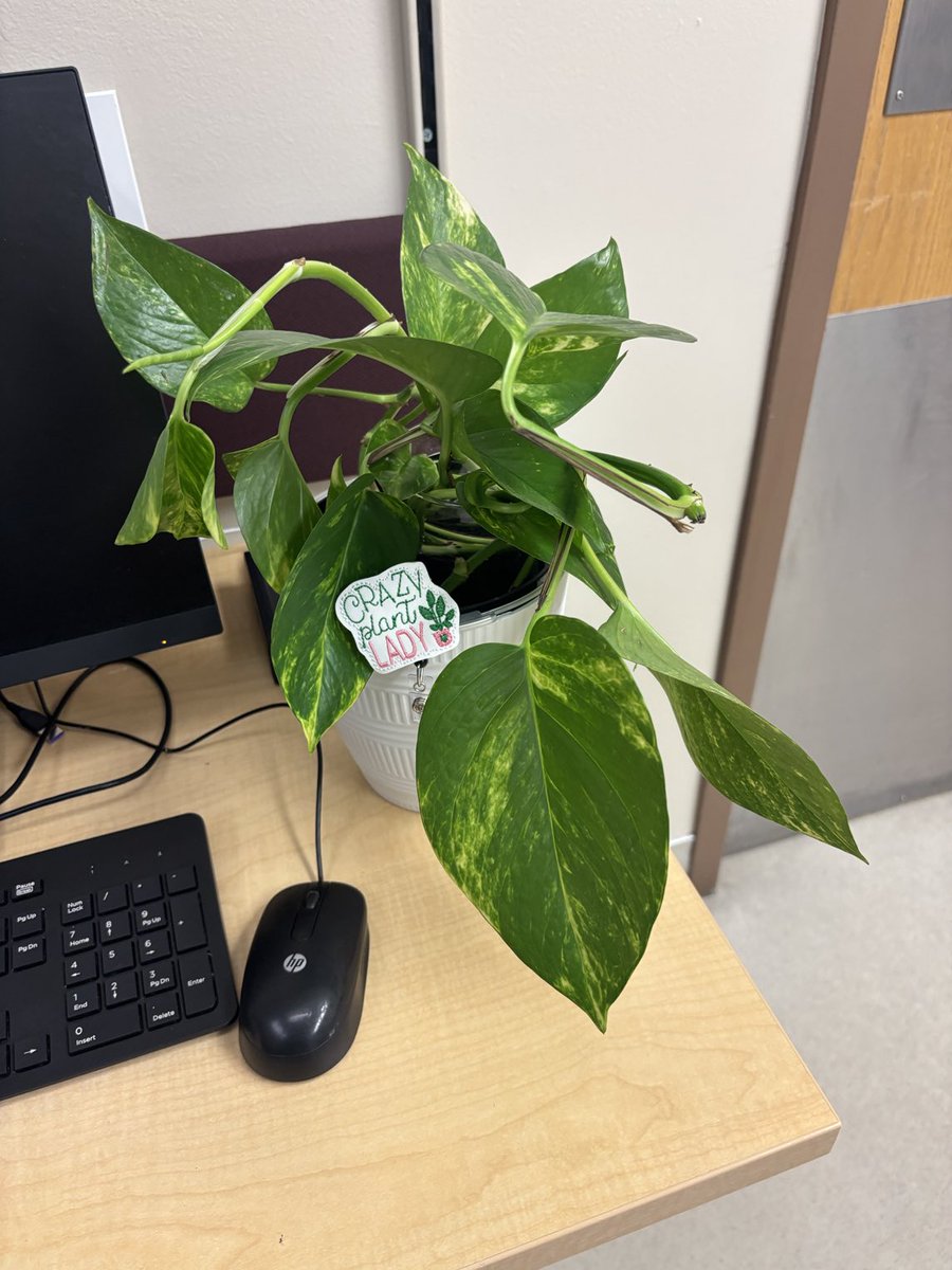 Faiziya's tweet photo. Beautiful gifts early morning! It’s going to be a great endoscopy day ❤️ #womeningi #gardener #plants https://t.co/DYy1MMRC2I