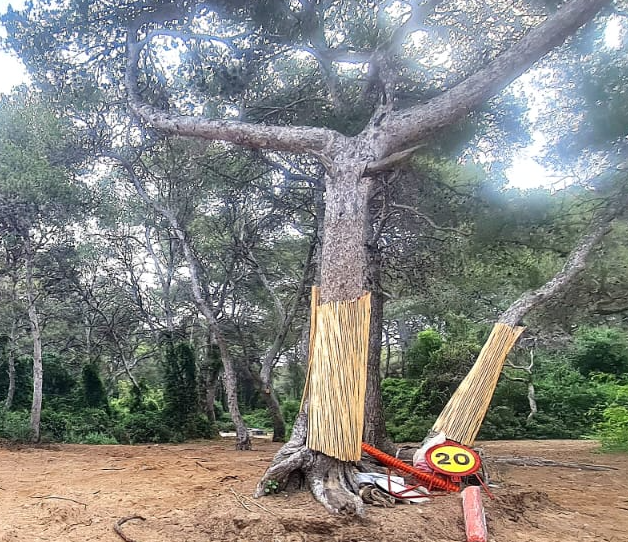 🌿 Avanza el proyecto de restauración del Pouet del Saler.
✅ Itinerario paisajístico accesible
🌱 Restauración ecológica y de la mallada de la Rambla
♻️ Reforestación con plantas autóctonas
Un nuevo espacio para la interpretación del paisaje y la biodiversidad.
#PouetDelSaler