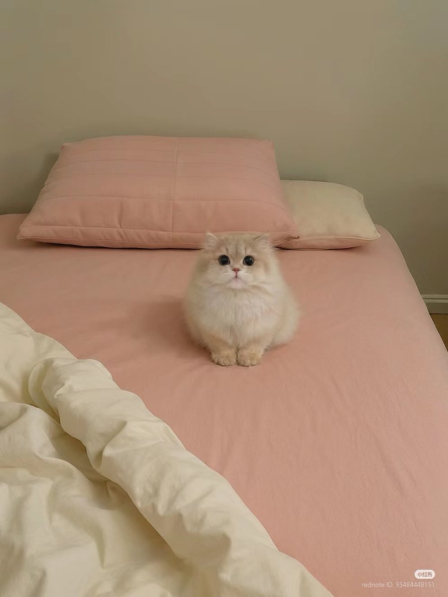 nocontextscats's tweet photo. so polite https://t.co/i6KQrvUmUD