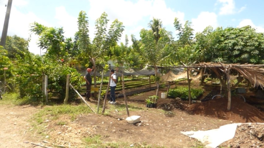 Alberto37126025's tweet photo. El campesino de la CCS Tato Madruga, Luis Manuel Monteagudo Sosa, ingeniero agrónomo, ha creado, en su vivero, un sistema artesanal de riego de agua con control de tiempo, para las posturas, el que apenas consume energía eléctrica.#plantas https://t.co/RzokKkErNc