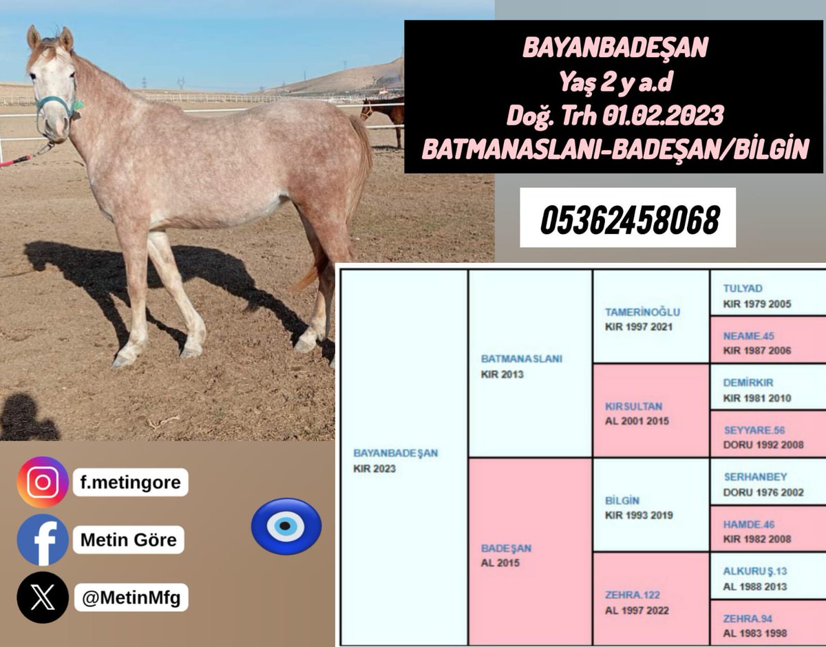MetinMfg's tweet photo. #Batmanaslanı ty 2 yş.bu sene sahaya gidecek anne Badeşan kısrak babası #Bilgin #İdmanda #KoşanAtlar #TercihliKısraklar #GebeKısraklar #ArapTaylar #İngilizTaylar #Yearling #ArabianHorses #Stallion #Tjk #Hipodrom #hara #Çiftlik #TaySatış 0536 245 80 68 https://t.co/8fs13jhQxX