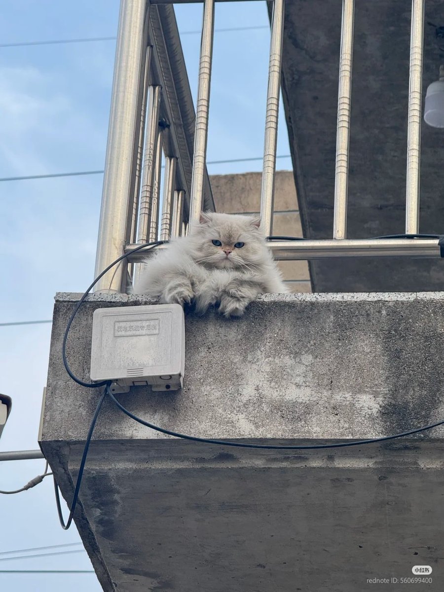 nocontextscats's tweet photo. chillin' https://t.co/P9QLpVgXMZ