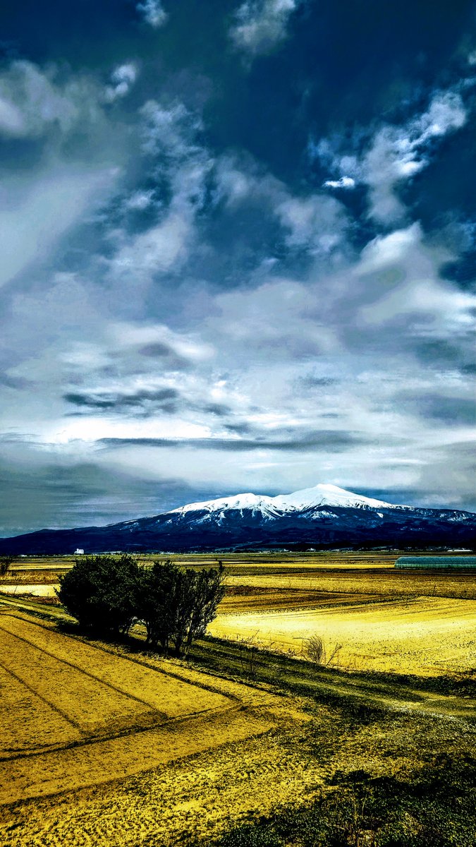 mvkqV4BWpFRLset's tweet image. キリリ雪化粧の鳥海山🏔️田植え前の田んぼ黄金色にキラキラ〜✨️