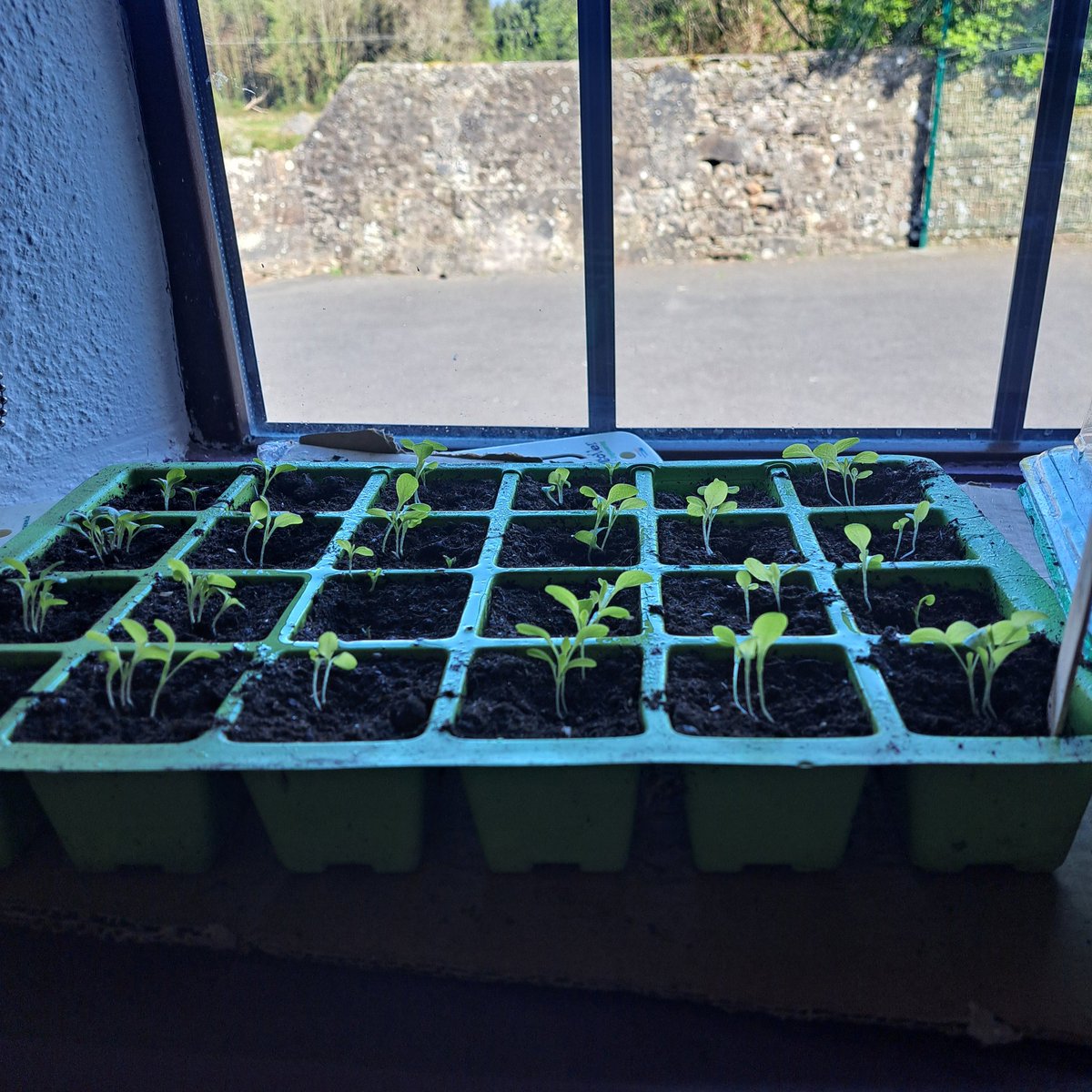 4th Class busy planting out the turnip, peas &amp; radishes we have grown! #IncredibleEdibles2025 <a href="/AgriAware/">Agri Aware</a>