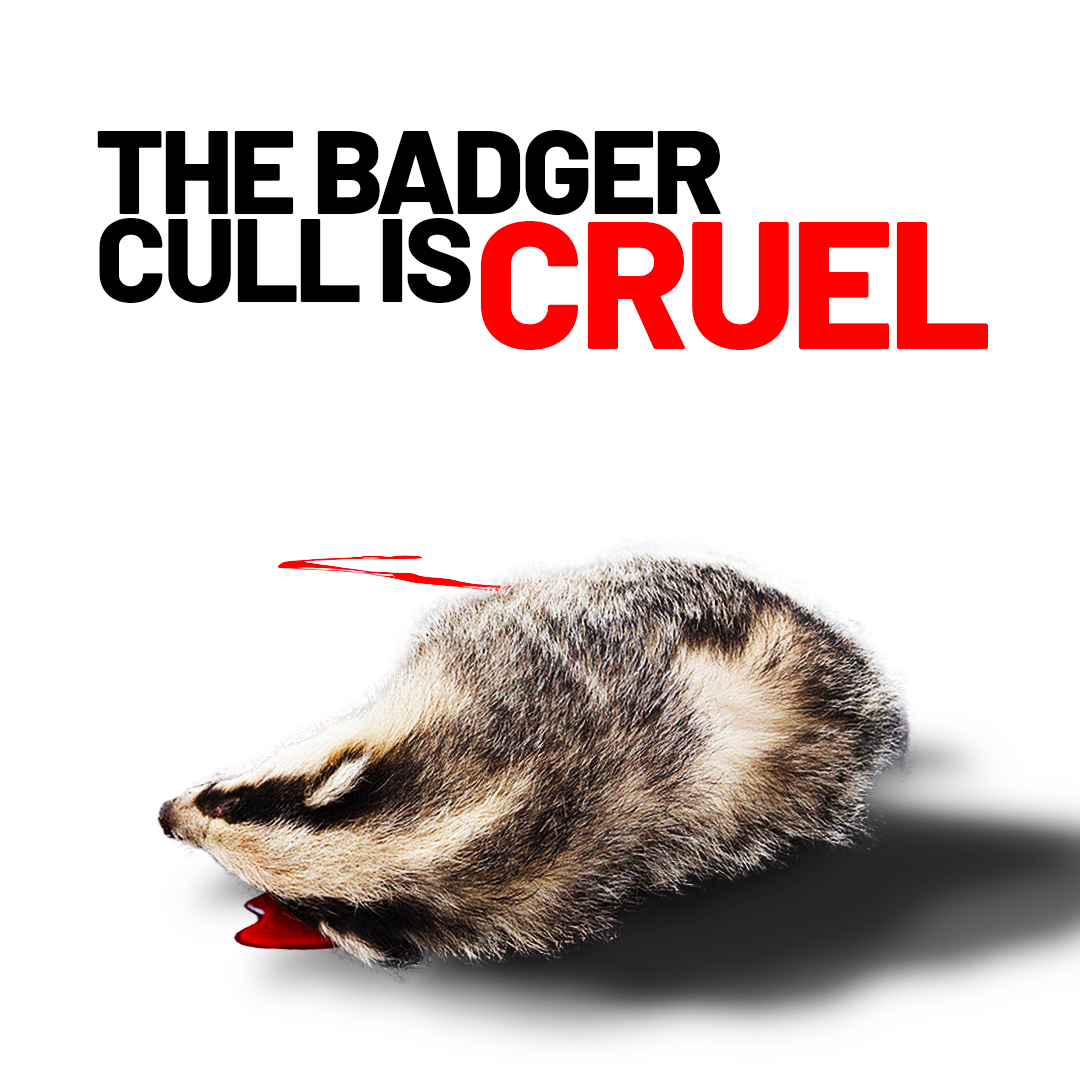 ProtectTheWild_'s tweet photo. Imagine this 👇
A wild animal, shot in the dark, crawls off to die slowly.

That’s what the badger cull really is.

It’s 2025. We DON’T need this brutality.

🖊 Sign the petition: https://t.co/x8Mu043LE0 https://t.co/7YpnghHKzP