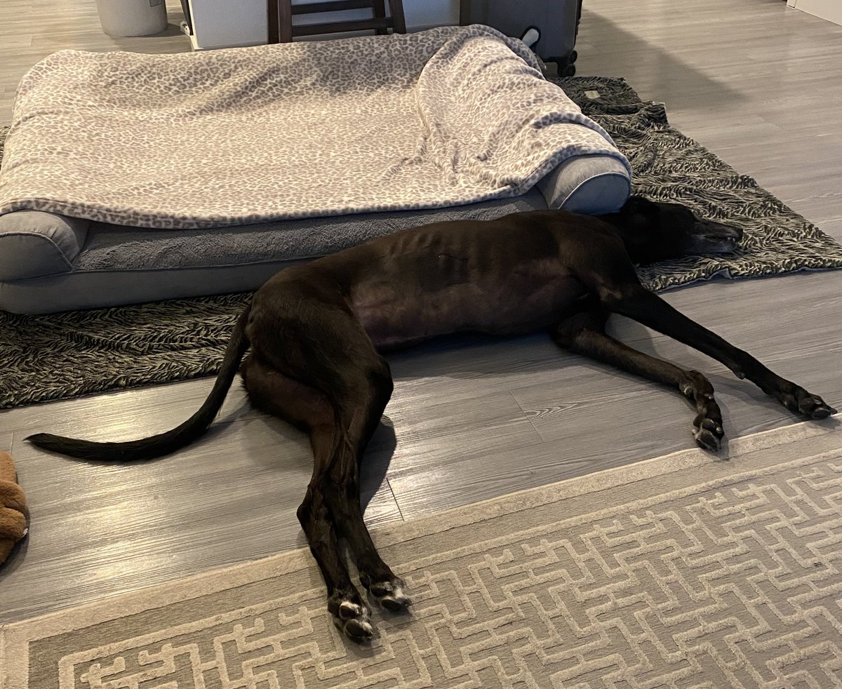 TheEncourageGuy's tweet photo. A total bed fail by Onyx, our goofy greyhound. ๐
#dogs #bedfail https://t.co/DOxpQHkx1W