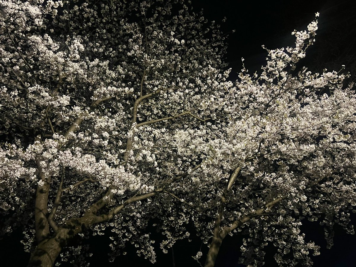 rrrO2_'s tweet photo. 夜桜と昼間の桜
わたしは夜桜が好き https://t.co/UJm45WdnY4