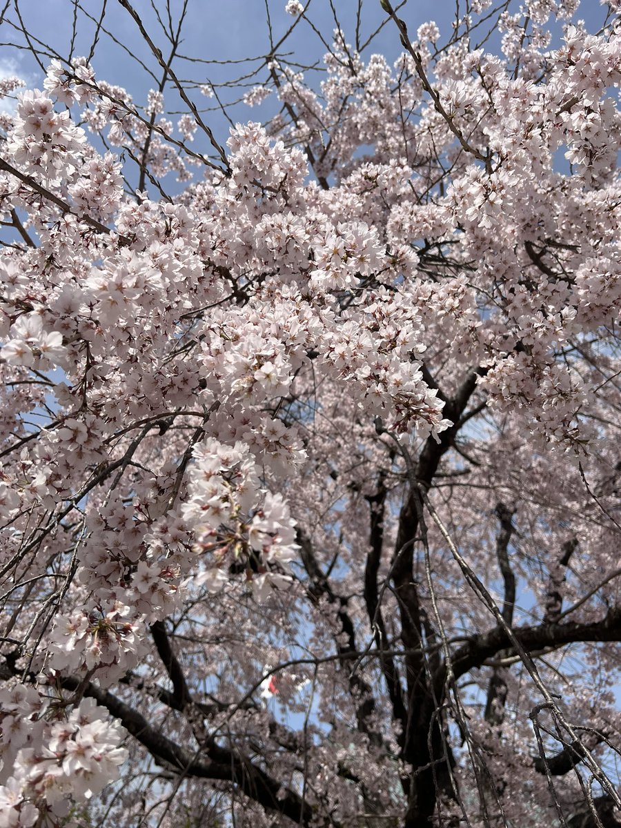 rrrO2_'s tweet photo. 夜桜と昼間の桜
わたしは夜桜が好き https://t.co/UJm45WdnY4