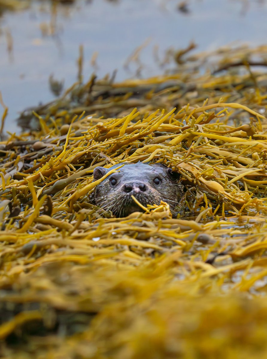 Sony UK & Ireland (@sonyuk) on Twitter photo Discover Scottish photographer and filmmaker <a href="/LibbyPenman/">Libby Penman</a>'s breathtaking work on a road trip around the rugged Isle of Mull with the Sony Alpha 1, 200-600mm F5.6-6.3 G OSS, and 85mm F1.4 GM II: bit.ly/3YtQRDV
#SonyAlpha #AlphaUniverse #VisitScotland #sonyalpha1 Discover Scottish photographer and filmmaker <a href="/LibbyPenman/">Libby Penman</a>'s breathtaking work on a road trip around the rugged Isle of Mull with the Sony Alpha 1, 200-600mm F5.6-6.3 G OSS, and 85mm F1.4 GM II: bit.ly/3YtQRDV
#SonyAlpha #AlphaUniverse #VisitScotland #sonyalpha1