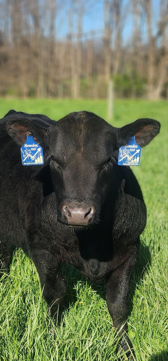 <a href="/lynk0x/">lynk</a> I’m all about the “later on”, and finding things like this is what will get you there… $Memdex soared to 100m 1 month after launch. After realizing some bad actors needed to be phased out, that same community <a href="/MemdexSociety/">MemDex Foundation 🪬🪽</a> surgically took over, and reclaimed the vision! The