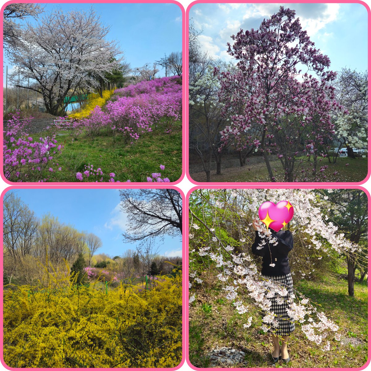 주말에 비 오면 꽃잎이 다 떨어 질것같아 
낮시간에 한꺼번에 벗꽃 목련 개나리 진달래을 볼수 있는곳 부천 원미산 다녀 왔네요
평일 인데도 사람이 어마어마  꽃은 절정이네요
내일은 불금이고 밤에 벗꽃길 드라이브 해볼까 합니다
드라이브 후 우리의 목적도 ~~
같이 하실 ㅂ.ㅋ 님들 계실까요?