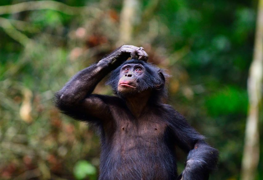 1/6 Parece ser que los bonobos construyen algo parecido a frases con sonidos

Esto se conoce como principio de composicionalidad, y viene a describir cómo el significado de un mensaje viene determinado por la combinación de sus componentes.

(paper) science.org/doi/10.1126/sc…