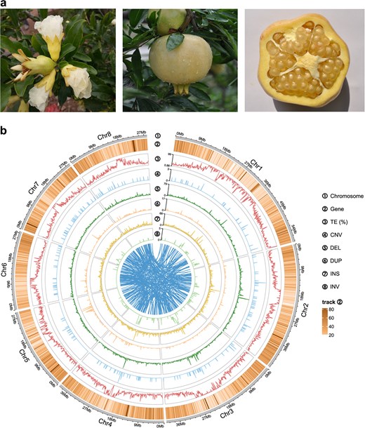 Hortres's tweet photo. Pomegranate cold tolerance unlocked! Genome assembly reveals 5.4-Mb inversion &amp; PgNAC12-PgCBF1 interaction. #PomegranateGenomics #ColdTolerance @OxfordJournals 
Details: https://t.co/1ocZTQOzNv https://t.co/9XjcZdEOy3