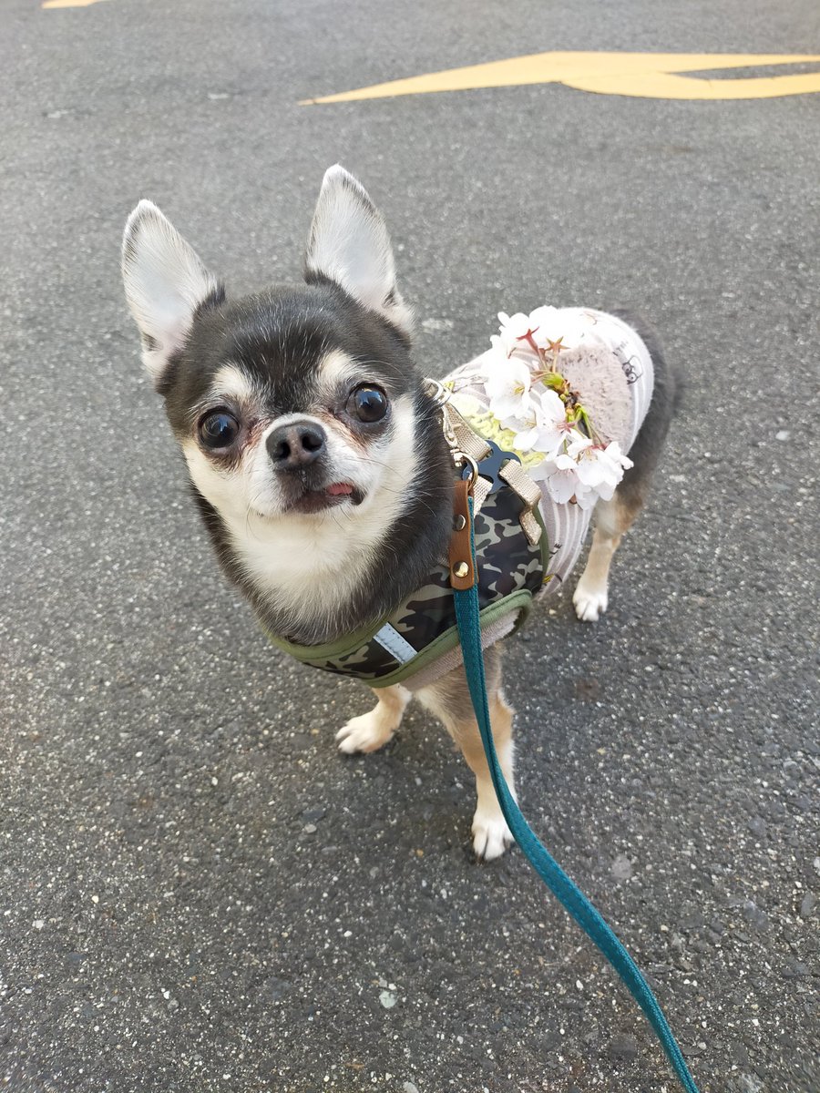 renozax's tweet photo. 散歩中に綺麗な桜枝と出会い一緒に散歩🐶
服にポケットがあったので収納☺️🌸
いつもの散歩道が華やかになりました���
 #チワワ  #チワワのいる暮らし  #トイプードル  #犬のいる暮らし  #犬好きな人と繋がりたい  #桜 https://t.co/zsrOzZzdWw