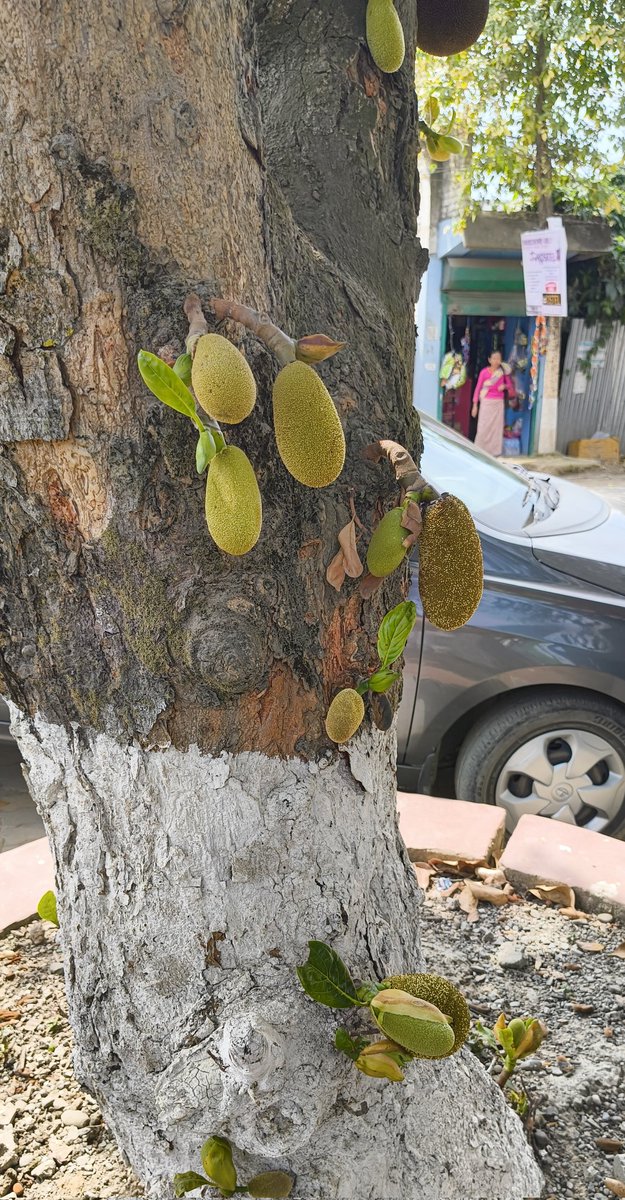 liftyouverymuch's tweet image. Low-hanging jackfruit.I got no idea what to make of it!

#Weekday #Summer #Manipur #Imphal