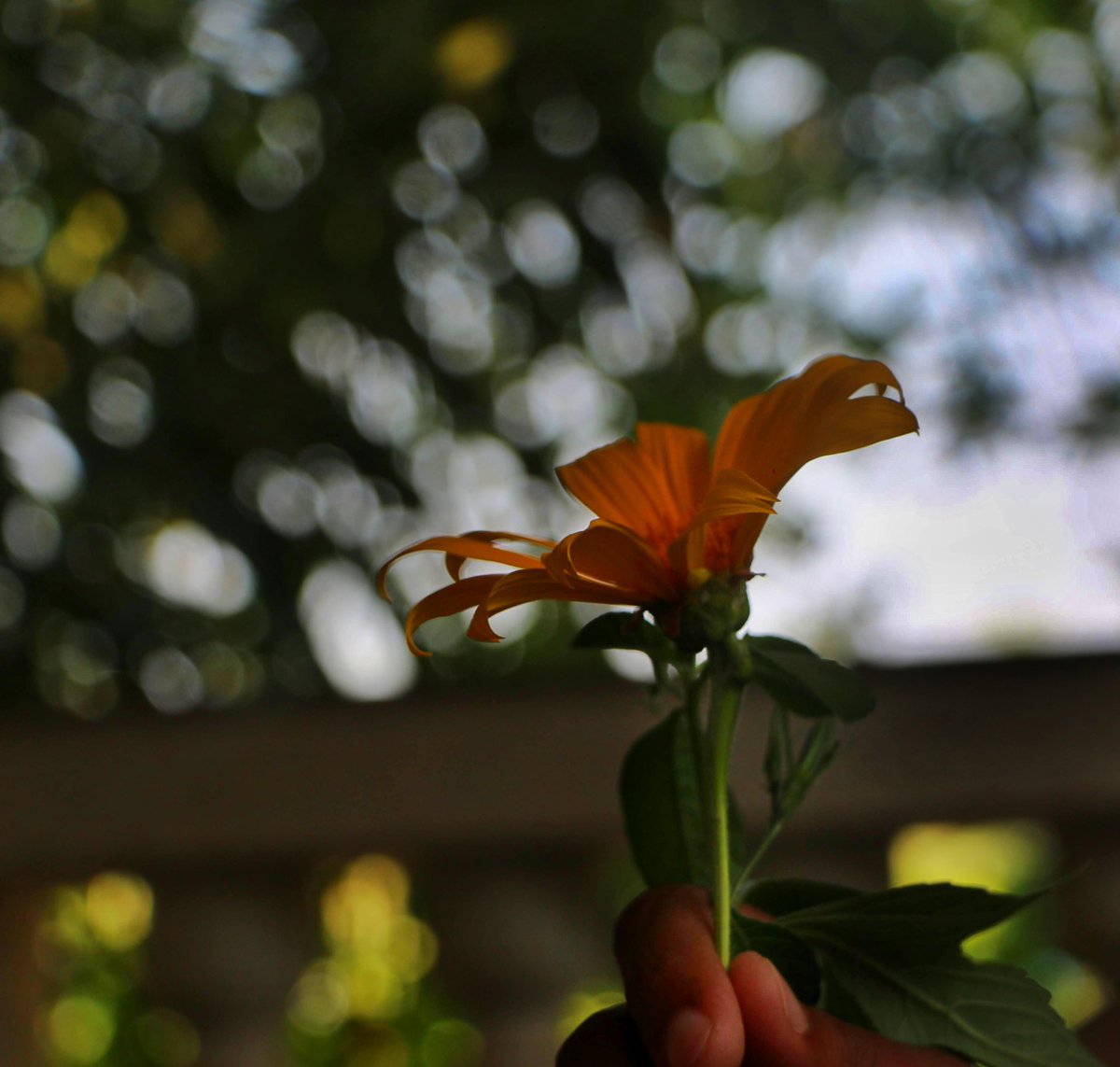 ChandorkarT's tweet image. #Bokeh vala sunflower 🌻 
😎

#theme_pic_India_flowers