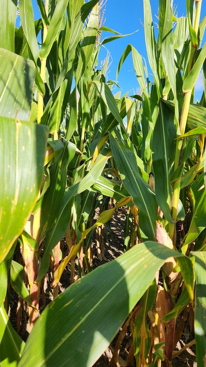 AgustinWinter1's tweet photo. Recorrida de ensayos en🌽🍄 con #Heiler #Tinoderossi.
No hay mejor lugar para ver la presión de enfermedades sobre diferentes híbridos y momentos.
Conclusión: El uso de fungicidas aporta al potencial de rendimiento del híbrido.
@Syngenta_ar
#AmistarXtra
#Roya #Tizón #Manchablanca https://t.co/wtVqv5tlg8