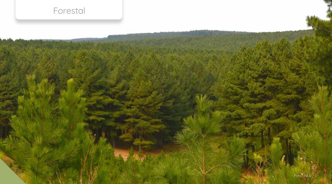 NOVEDADES REVISTA INIA:
✅SAG taeda 2025: una herramienta actualizada para estimaciones a turno final.
▶️inia.uy/sites/default/…