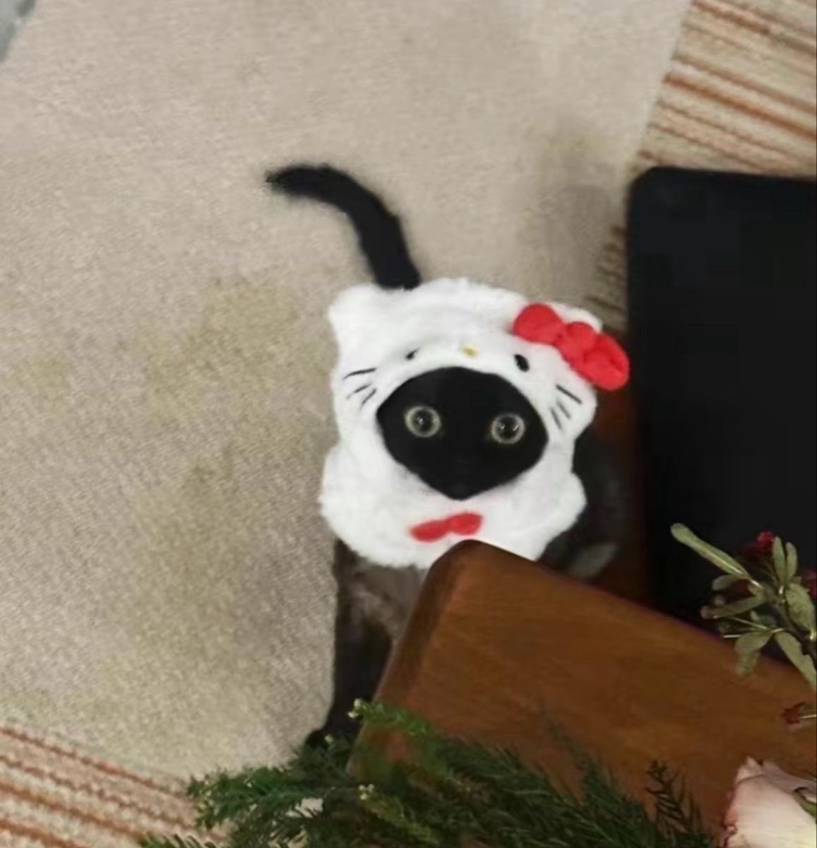 blackscats's tweet photo. https://t.co/9BMS4PnsfI