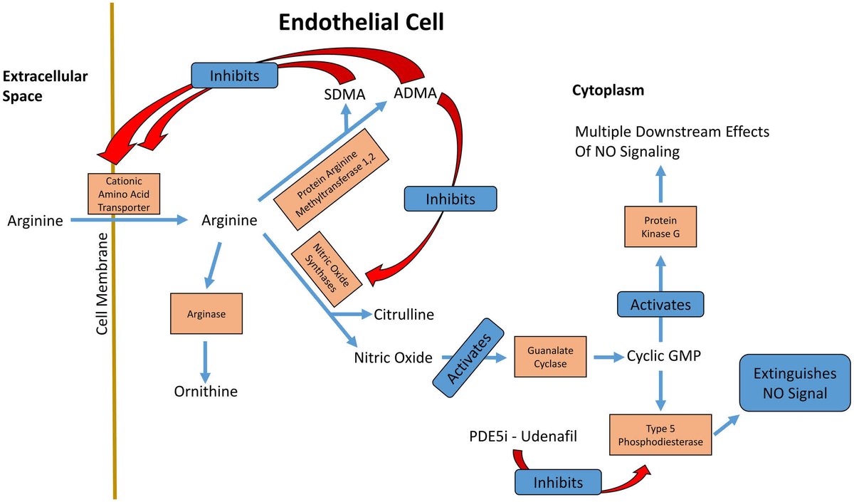 JAHA (@jaha_aha) on Twitter photo Intrinsic nitric oxide pathway modulators are associated with prognosis and probability of response to #PDE5i treatment in #Fontan patients. A first step towards individualized care using metabolomic data in #CHD. #AHAJournals <a href="/AriCedars/">Ari Cedars</a> ahajrnls.org/3Ghcn8w Intrinsic nitric oxide pathway modulators are associated with prognosis and probability of response to #PDE5i treatment in #Fontan patients. A first step towards individualized care using metabolomic data in #CHD. #AHAJournals <a href="/AriCedars/">Ari Cedars</a> ahajrnls.org/3Ghcn8w