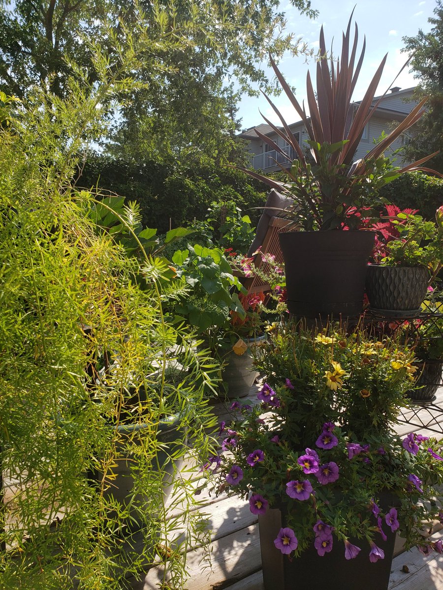 anonymouscaper's tweet photo. Remembering my patio garden. Miss that place. #ThrowbackThursday #gardenersworld #patio #whereisspring
Have an amazing day friends 🌿🌸💛🌿🌸💛🌿🌸💛🌿🌸💛🌿🌸💛 https://t.co/dtWMm3d7A8