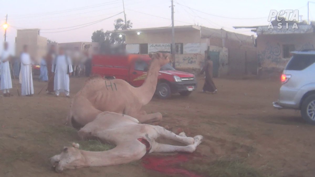 PETA_France's tweet photo. 😰 Voici le célèbre marché aux dromadaires de Birqash, en Égypte. PETA Asie a obtenu des images de l’horrible maltraitance de ces animaux, vendus pour leur viande ou pour être exploités sur les sites touristiques.

Votre balade à dos de dromadaire vaut-elle leur vie ? 💔 https://t.co/RjA6LSY324