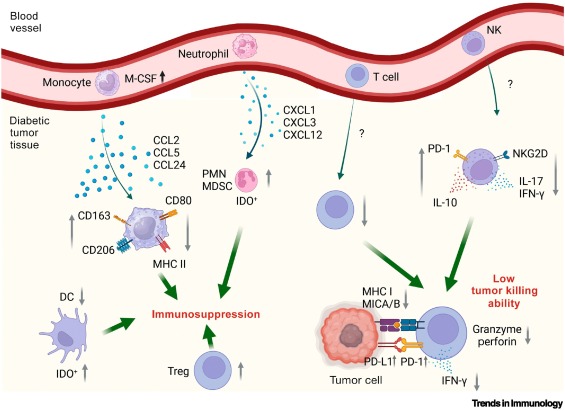 TrendsImmuno's tweet photo. Diabetes can impact cellular immunity in solid tumors https://t.co/qBgPueMQTQ https://t.co/qMxJqfRvsg
