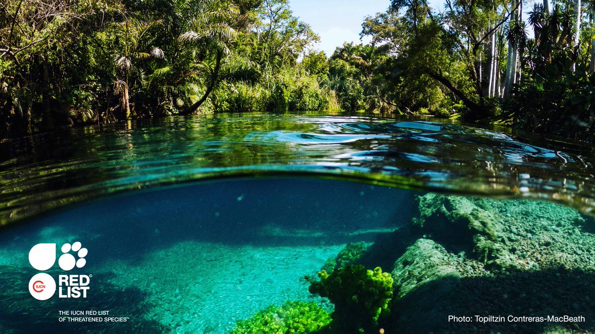 IUCN (@iucn) on Twitter photo Freshwater landscapes are home to 10% of all known species on Earth but a recent IUCN co-authored study reveals 1/4 of freshwater animals at risk of extinction.
It is the largest global assessment of freshwater animals on the <a href="/IUCNRedList/">IUCN Red List</a> to date.
bit.ly/4adwI9N Freshwater landscapes are home to 10% of all known species on Earth but a recent IUCN co-authored study reveals 1/4 of freshwater animals at risk of extinction.
It is the largest global assessment of freshwater animals on the <a href="/IUCNRedList/">IUCN Red List</a> to date.
bit.ly/4adwI9N