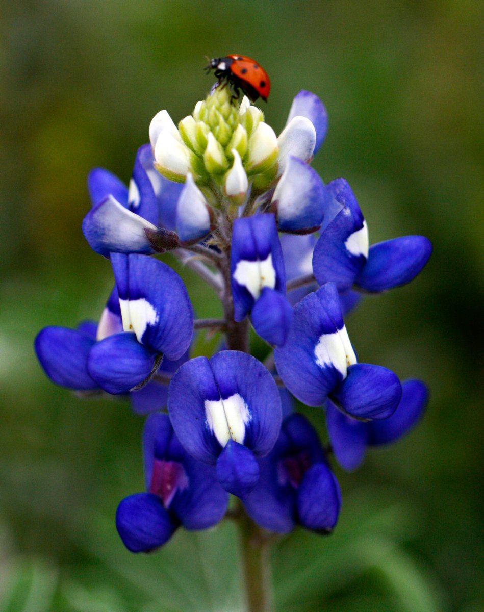 Travis Publications (@tmspublications) on Twitter photo Travis Publications
<a href="/TMSPublications/">Travis Publications</a>
·
17m
Yearbooks are in bloom so get your yearbooks today.
<a href="/Lady_Bobcats/">LadyBobcatAthletics</a> <a href="/TravisMSBobcats/">Travis Bobcats</a>
jostensyearbooks.com/?REF=A08345600 Travis Publications
<a href="/TMSPublications/">Travis Publications</a>
·
17m
Yearbooks are in bloom so get your yearbooks today.
<a href="/Lady_Bobcats/">LadyBobcatAthletics</a> <a href="/TravisMSBobcats/">Travis Bobcats</a>
jostensyearbooks.com/?REF=A08345600