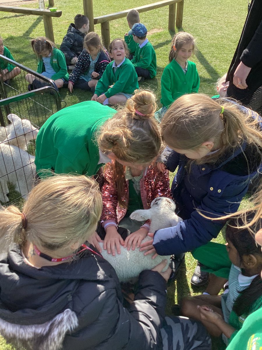 whcps's tweet photo. Lambs! So cute #whcyear1 https://t.co/cUu2LCVOO8