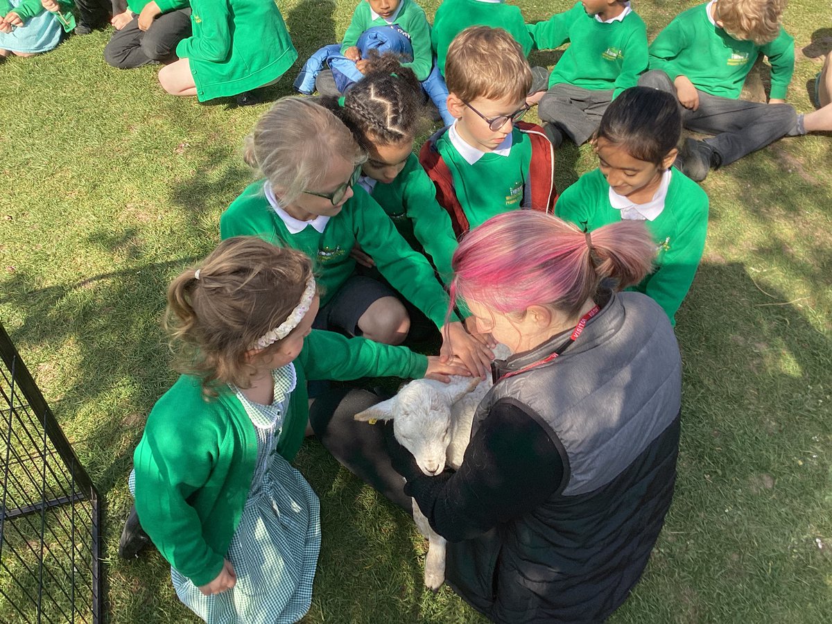 whcps's tweet photo. Lambs! So cute #whcyear1 https://t.co/cUu2LCVOO8