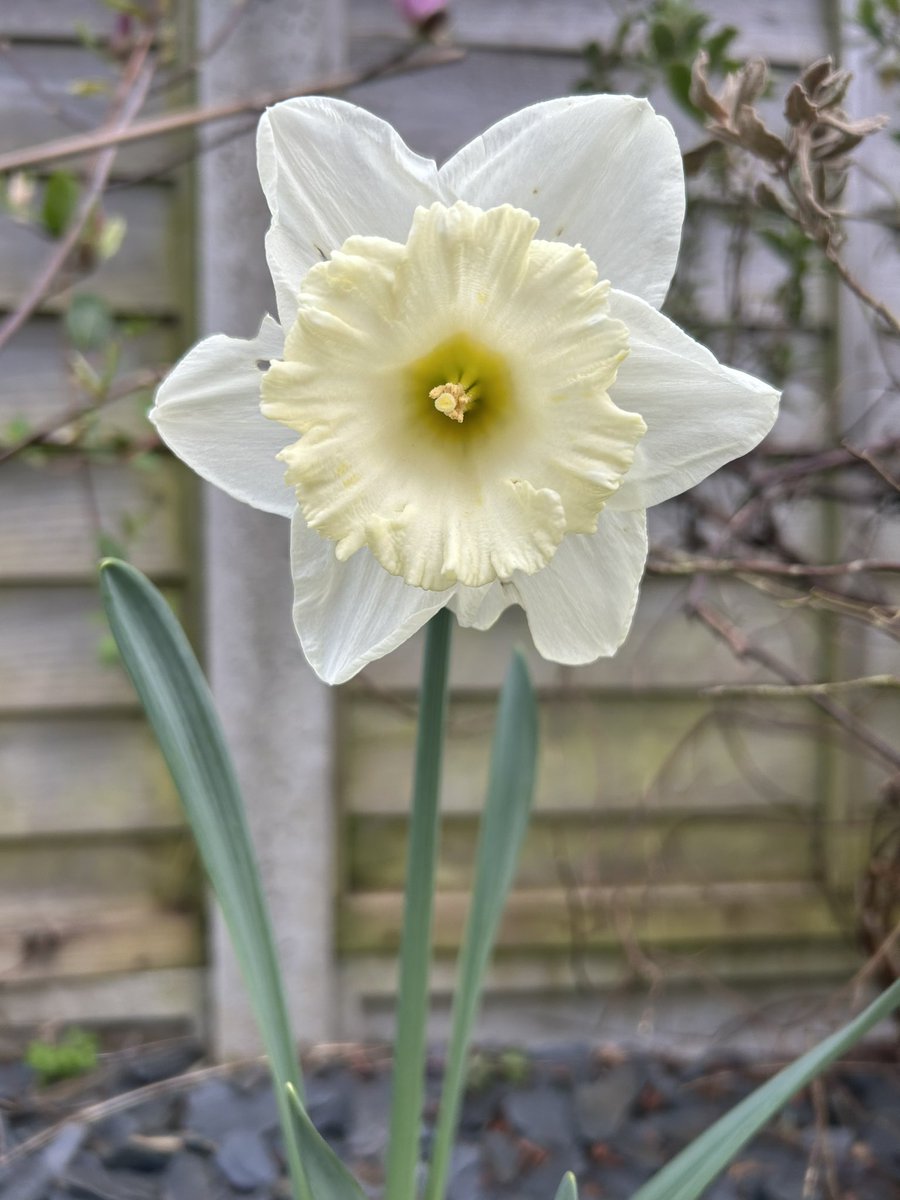 Spring delights in the garden from @taylorsbulbs 🌷🌼