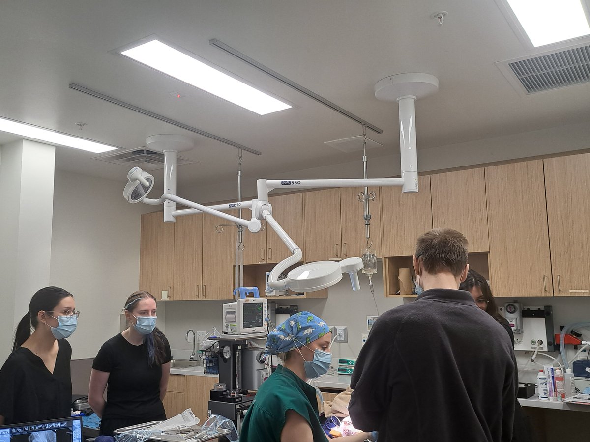 Bow Valley College (@bowvalley) on Twitter photo Our VOA students had a pawsome experience watching real surgeries at <a href="/vcacanada/">VCA Canada</a>š¶š±
Big thanks to the District team for sharing their expertise and making it unforgettable! š
#BVC #VeterinaryAssistant #HandsOnLearning Our VOA students had a pawsome experience watching real surgeries at <a href="/vcacanada/">VCA Canada</a>š¶š±
Big thanks to the District team for sharing their expertise and making it unforgettable! š
#BVC #VeterinaryAssistant #HandsOnLearning