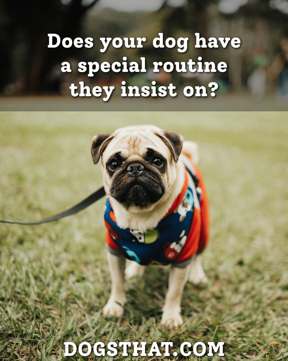 susangarrett's tweet image. Does your dog have a special routine they insist on? 🐶🗓️ #DogsThat #DogRoutine #DogOwner #DogSchedule #ShareWithUs