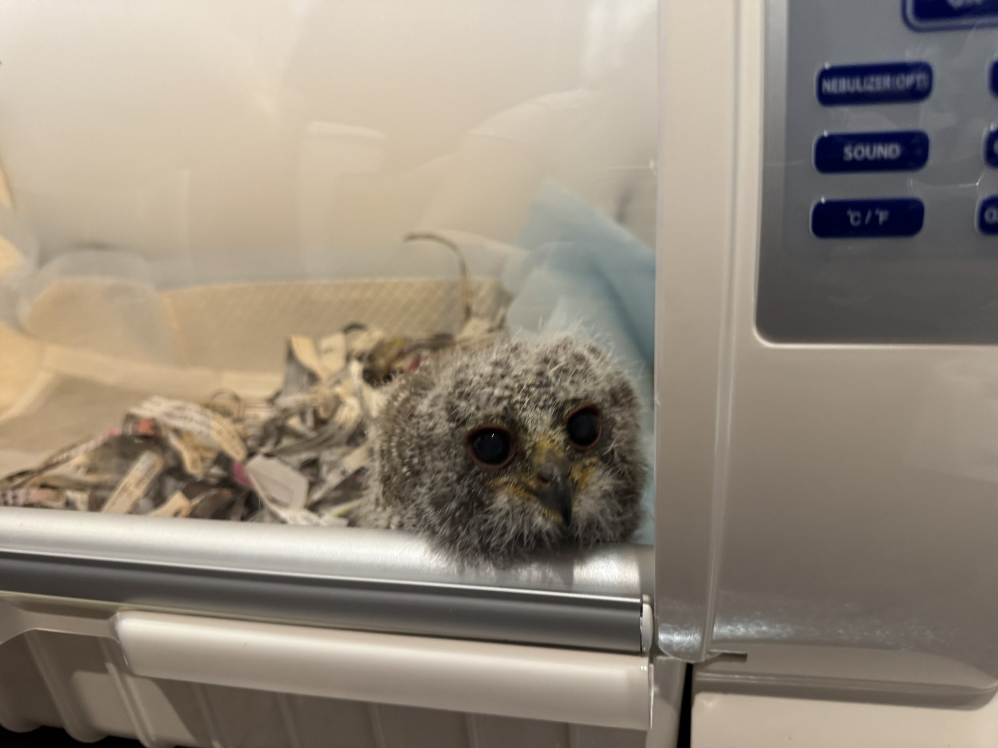 フクロウのいる暮らし - Search / X