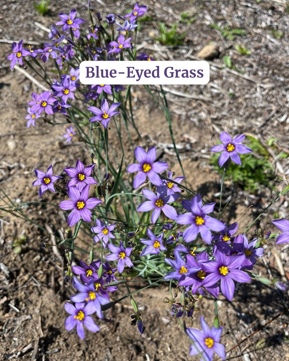VOTE for the new official flower for the City of San Diego! 🌼 The final contenders are: Bush Sunflower and Blue-eyed Grass. Which one are you voting for? 

Learn more and cast your vote by April 14: sandiegobirdalliance.org