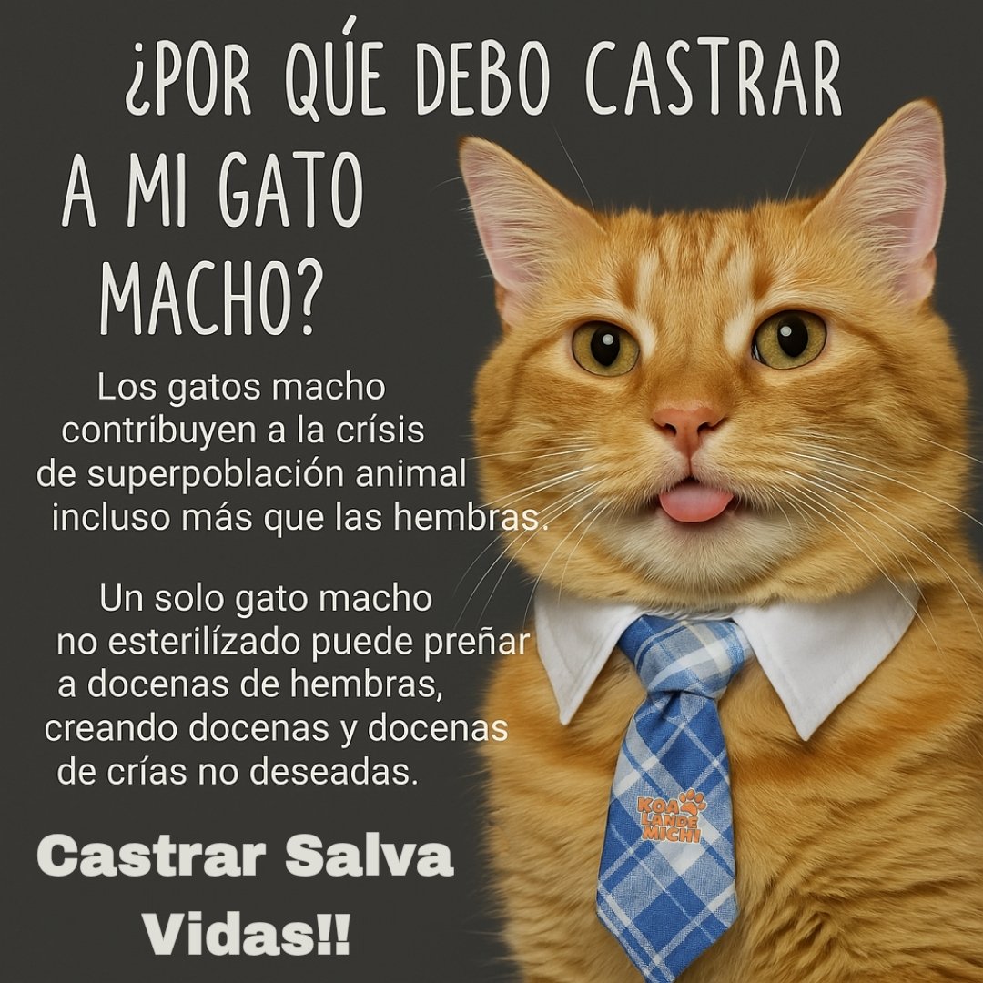 Koa La Nde Michi 😺😸😽😼😻 (@koalandemichi) on Twitter photo 
