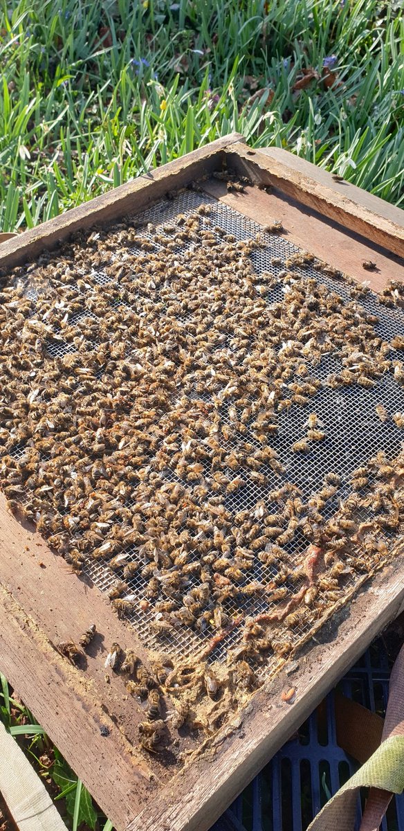 Bestrijdingsmiddelen aangetroffen in bijenwas, honing en in dode bijen! #savethebees #reddebij #bees #pollinators #honeybees #honingbijen