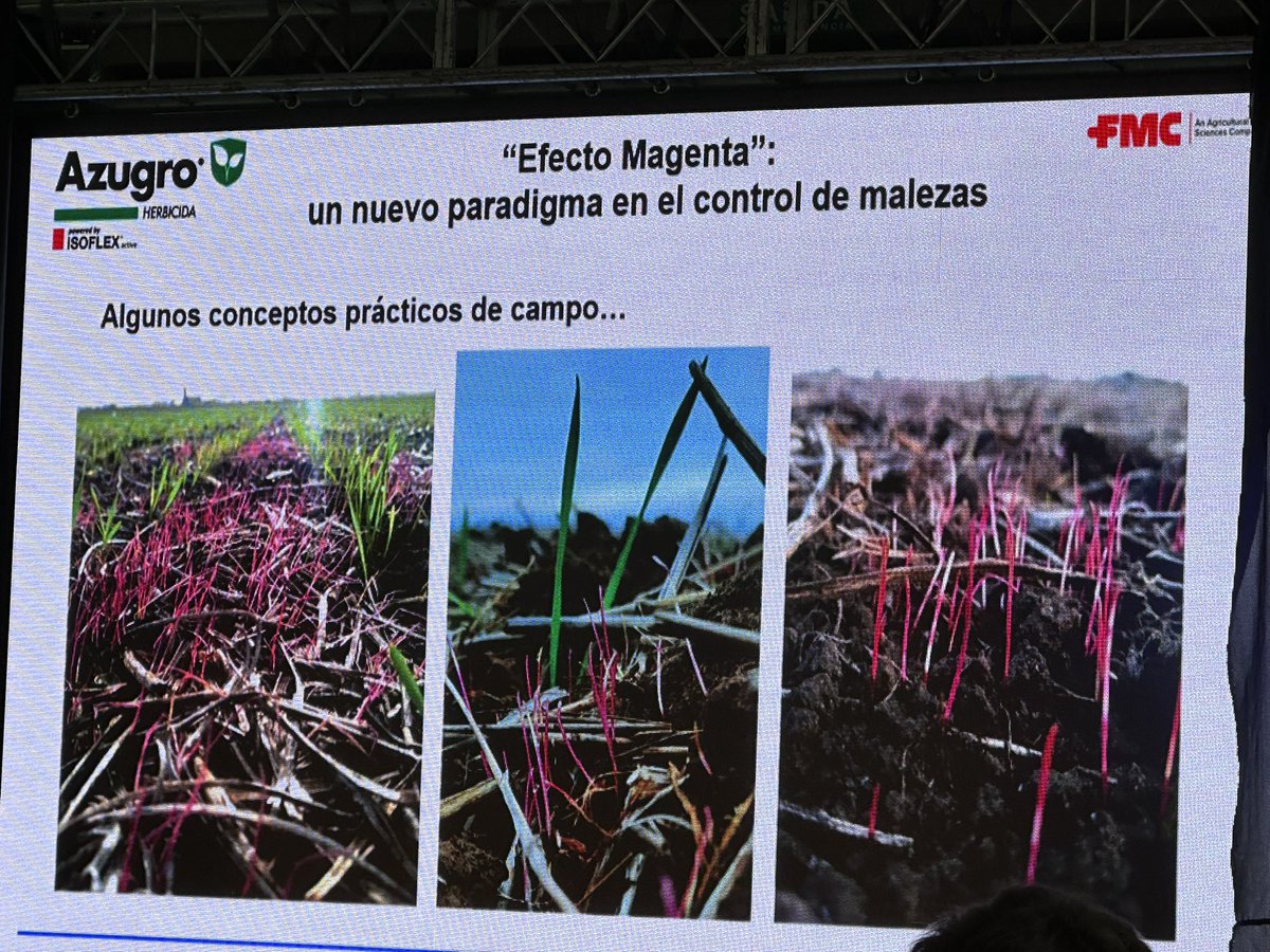 Damian Gopar tweet media