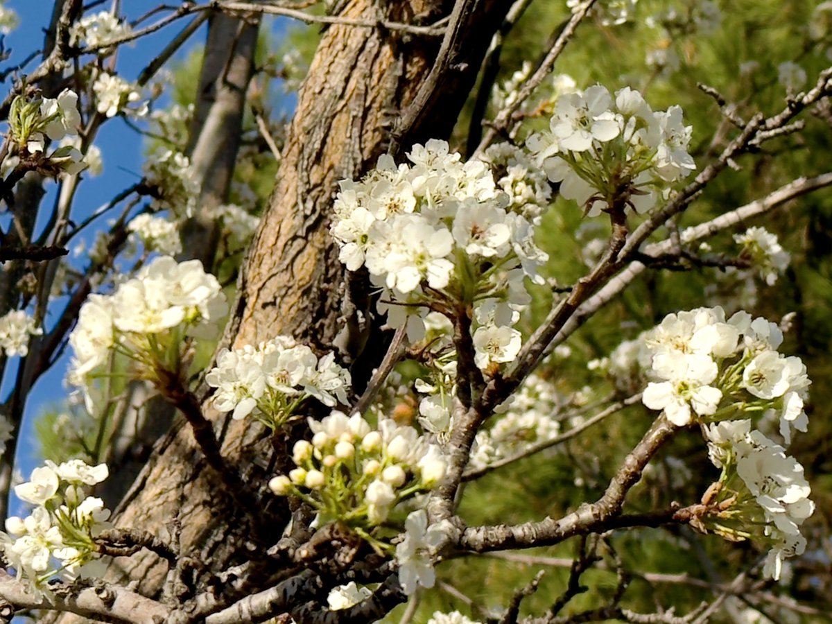 Jayneanjel's tweet image. “Some old fashioned things like fresh air and sunshine are hard to beat.”☀️🌿🤍🌾🍃 

#beautifulday #springjoy #sunshine #happiness 
#flowerlove #gardening #nature #lifeisbeautiful

Have a bright and beautiful day💚💫