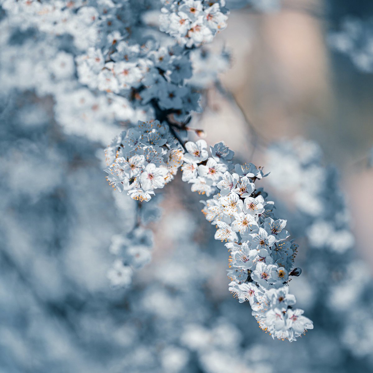 Make way for spring🌸

#wallpaper #screensaver #background #sfondi #papeisdeparede #papeisdeparedetumblr #wallpaperhd #wallpaperiphone #everpix #flowers #nature #macro #closeup