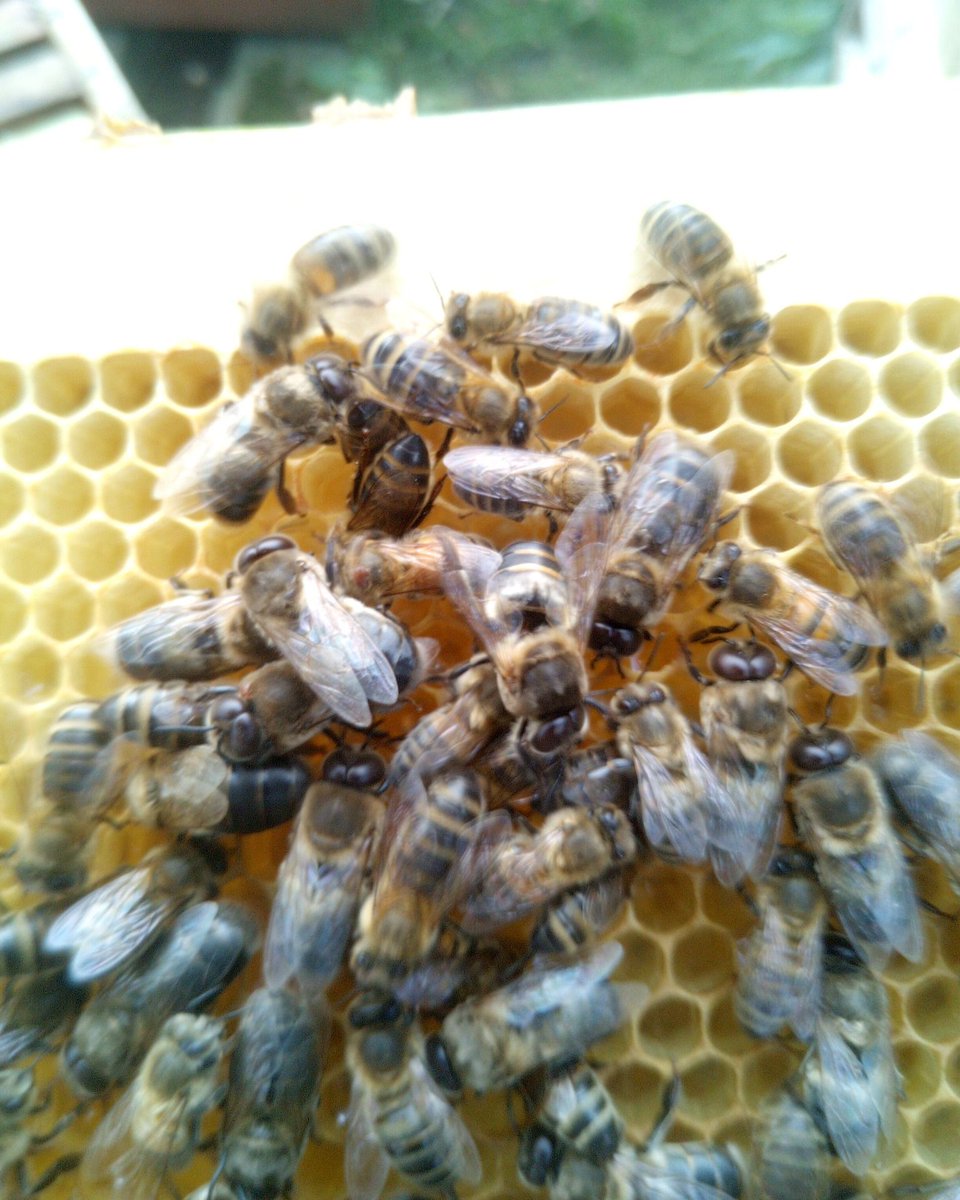 BeesBishops's tweet photo. Honeybees have five eyes, two large compound eyes and three smaller single lenses called ocelli. The compound eyes are used for detecting movement, while the ocelli are used to sense light intensity and direction.

#BeeAnatomy #CompoundEyes #Ocelli #InsectVision #NaturesWonders https://t.co/fw1lmbR6yv