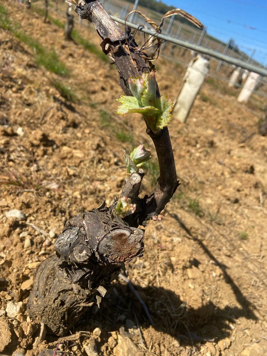 Groupe_ISSIPA's tweet image. Les premiers Chardonnay se réveillent ! 🙌Après un travail de taille et de liage, nos vignes débourrent.
Ici dans le secteur Bourgogne Sud les températures clémentes de ces derniers jours ont permis un départ rapide de la végétation.
#vignes #viticulture #Chardonnay