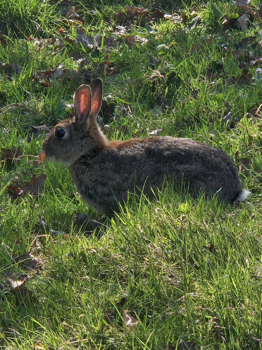 Easter bunny in sunny tunny!  🥰