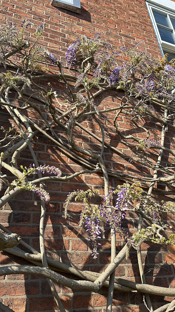 Zoë Elliott tweet media